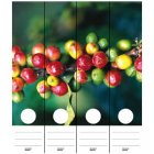 Fairtrade Coffee Cherries Spine Labels [4 pk]